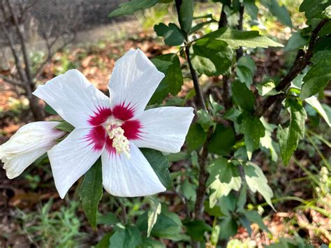 芙蓉會開花嗎|水芙蓉開花嗎 開的花是什麼樣子的